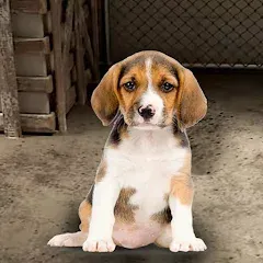 Взломанная My Pet Animal Shelter World  [МОД Unlocked] - полная версия apk на Андроид